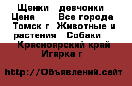 Щенки - девчонки › Цена ­ 2 - Все города, Томск г. Животные и растения » Собаки   . Красноярский край,Игарка г.